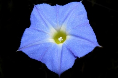 Ipomoea barbatisepala; Photo credit: Tom Van Devender