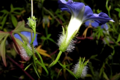 Ipomoea barbatisepala; Photo credit: Tom Van Devender