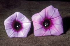 Ipomoea batatas; Photo credit: Daniel Austin (2)