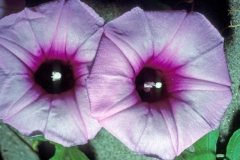 Ipomoea batatas; Photo credit: Daniel Austin (2)
