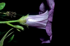 Ipomoea batatas; Photo credit: Daniel Austin (2)