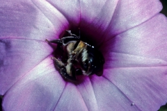 Ipomoea batatas; Note the bee! Photo credit: Daniel Austin (2)