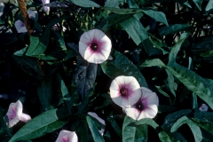 Ipomoea batatas; Photo credit: Daniel Austin (1)