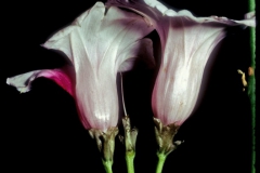 Ipomoea batatas; Photo credit: Daniel Austin (1)