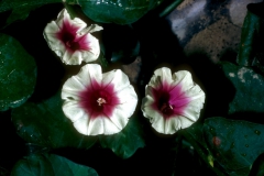Ipomoea batatas; Photo credit: Daniel Austin (1)