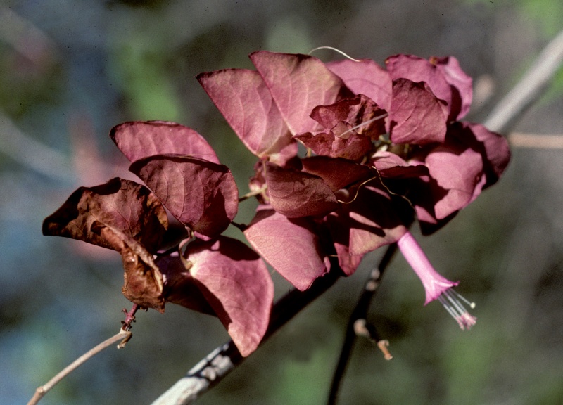 Ipomoea bracteata; Photo credit: Tom Van Devender (1)