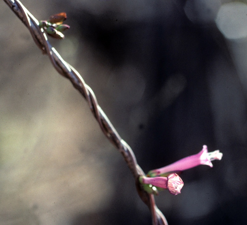 Ipomoea bracteata; Photo credit: Tom Van Devender (1)