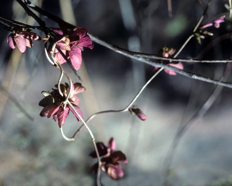Ipomoea bracteata; Photo credit: Tom Van Devender (1)