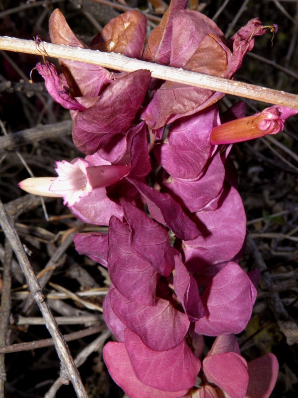 Ipomoea bracteata; Photo credit: Tom Van Devender (2)