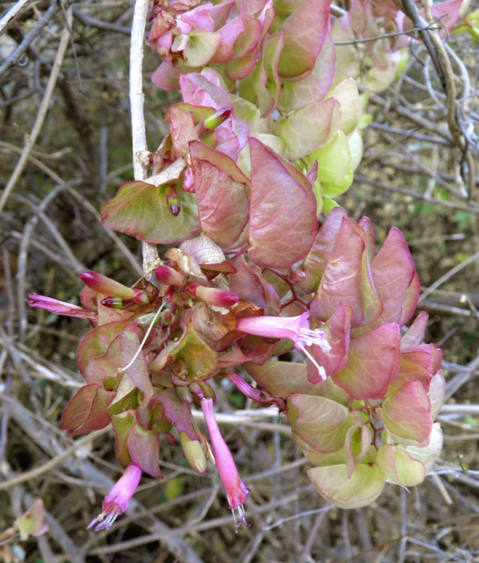 Ipomoea bracteata; Photo credit: Tom Van Devender (2)
