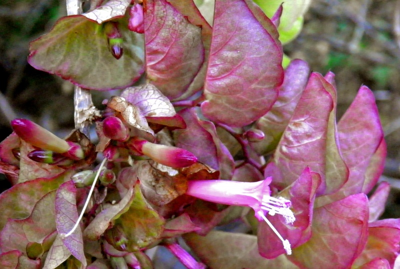 Ipomoea bracteata; Photo credit: Tom Van Devender (2)