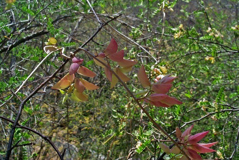 Ipomoea bracteata; Photo credit: JesÃºs SÃ¡nchez-Escalante