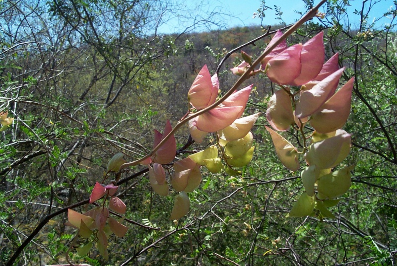 Ipomoea bracteata; Photo credit: JesÃºs SÃ¡nchez-Escalante