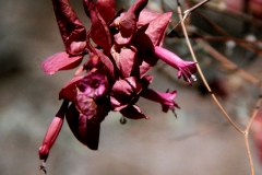 Ipomoea bracteata; Photo credit: Doug Danforth