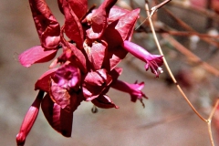 Ipomoea bracteata; Photo credit: Doug Danforth