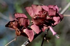 Ipomoea bracteata; Photo credit: Tom Van Devender (1)