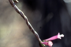Ipomoea bracteata; Photo credit: Tom Van Devender (1)