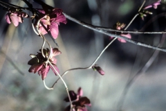 Ipomoea bracteata; Photo credit: Tom Van Devender (1)