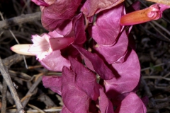 Ipomoea bracteata; Photo credit: Tom Van Devender (2)