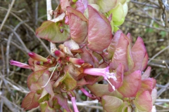 Ipomoea bracteata; Photo credit: Tom Van Devender (2)