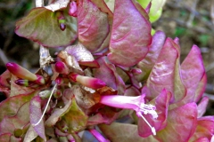 Ipomoea bracteata; Photo credit: Tom Van Devender (2)