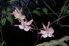 Ipomoea bracteata; Photo credit: JesÃºs SÃ¡nchez-Escalante