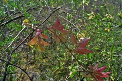 Ipomoea bracteata; Photo credit: JesÃºs SÃ¡nchez-Escalante