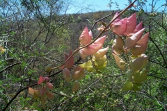 Ipomoea bracteata; Photo credit: JesÃºs SÃ¡nchez-Escalante