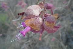 Ipomoea bracteata; Photo credit: Sky Jacobs