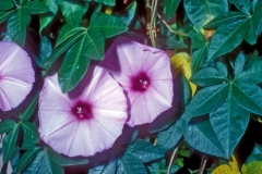 Ipomoea cairica; Photo credit: Daniel Austin (3)