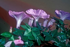 Ipomoea cairica; Photo credit: Daniel Austin (1)