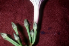 Ipomoea cairica; Photo credit: Daniel Austin (2)