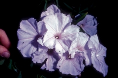 Ipomoea cairica; Photo credit: Daniel Austin (1)