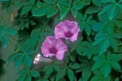 Ipomoea cairica; Photo credit: Daniel Austin (2)