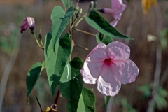 Ipomoea carnea subsp. fistulosa; Photo credit: Daniel Austin (1)