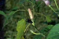 Ipomoea carnea subsp. fistulosa; Photo credit: Daniel Austin (1)