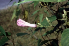 Ipomoea carnea subsp. fistulosa; Photo credit: Daniel Austin (1)