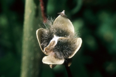Ipomoea carnea subsp. fistulosa; Photo credit: Daniel Austin (2)