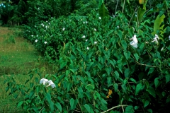 Ipomoea carnea subsp. fistulosa; Photo credit: Daniel Austin (3)