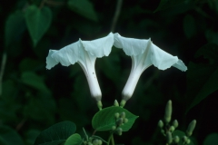 Ipomoea carnea subsp. fistulosa; Photo credit: Daniel Austin (3)