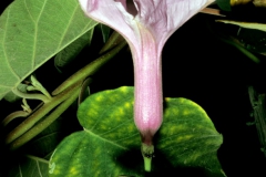 pomoea carnea subsp. fistulosa; Photo credit: Daniel Austin (4)