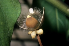 Ipomoea carnea subsp. fistulosa; Photo credit: Daniel Austin (5)