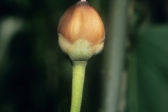 Ipomoea carnea subsp. fistulosa; Photo credit: Daniel Austin (5)