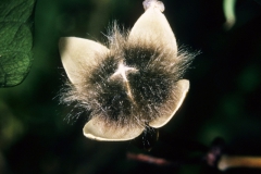Ipomoea carnea subsp. fistulosa; Photo credit: Daniel Austin (5)