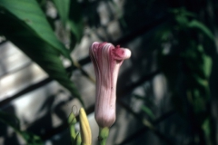 Ipomoea carnea subsp. fistulosa; Photo credit: Daniel Austin (5)