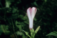 Ipomoea carnea subsp. fistulosa; Photo credit: Daniel Austin (5)