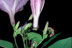 Ipomoea carnea subsp. fistulosa; Photo credit: Daniel Austin (5)