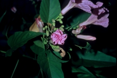 Ipomoea carnea subsp. fistulosa; Photo credit: Daniel Austin (5)