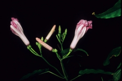 Ipomoea carnea subsp. fistulosa; Photo credit: Daniel Austin (5)