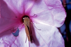 Ipomoea carnea subsp. fistulosa with Calpodes ethlius; Photo credit: Daniel Austin (1)